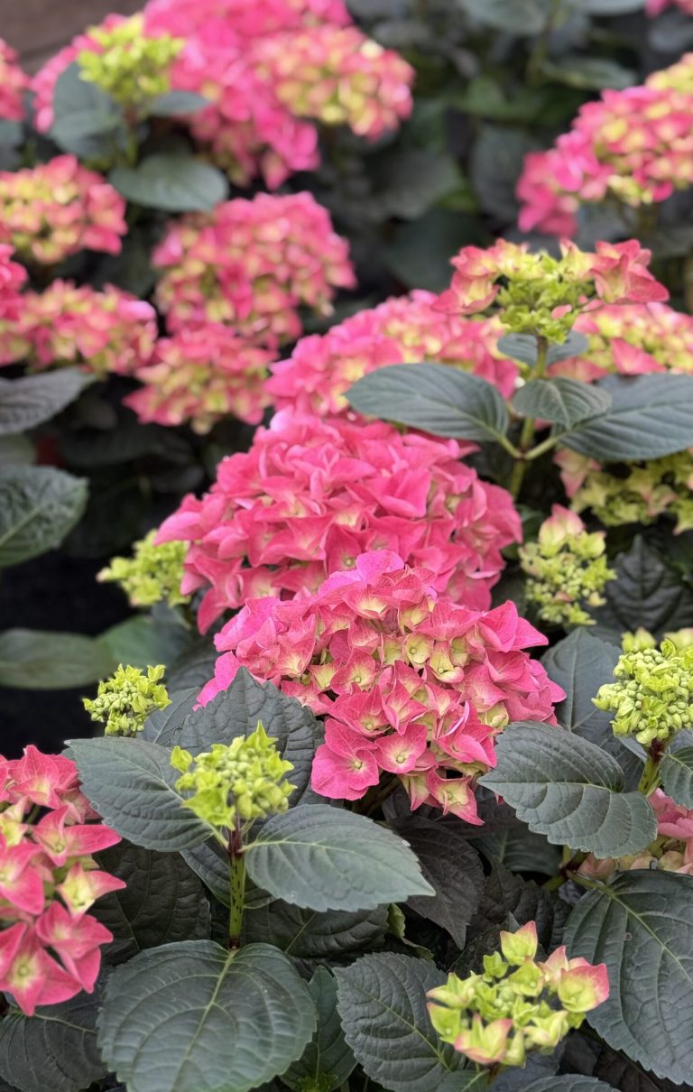 Hortensie Hortensie